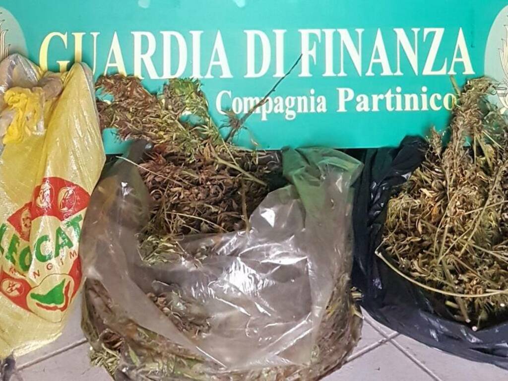 Partinico contrada Turrisi piantagione marijuana operazione guardia di finanza (2)