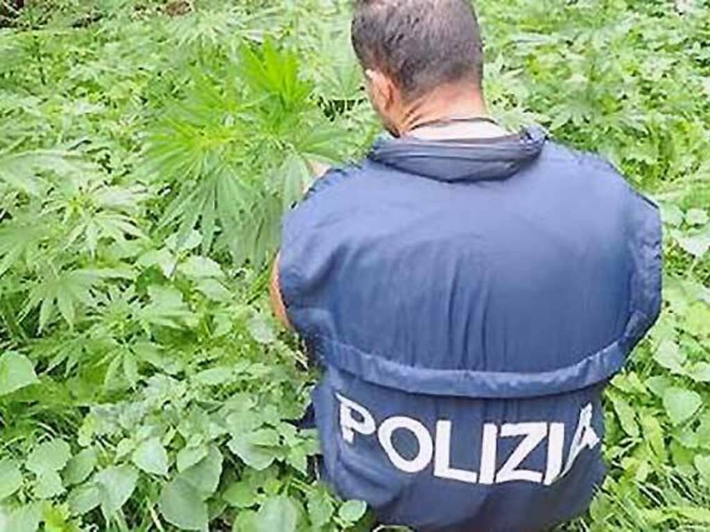 polizia piantagione droga