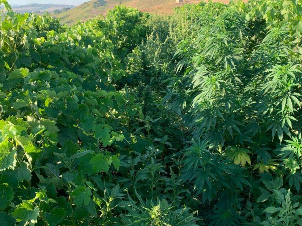 Partinico piantagione marijuana c.da Cambuca 6 mila piante arresto D'Amico (1)