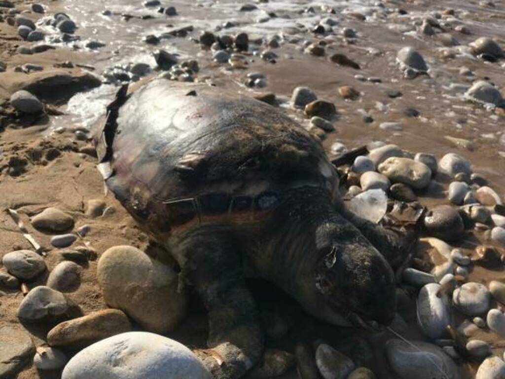 Trappeto tartaruga morta spiaggia ex cupola 20-11-2020 (4)