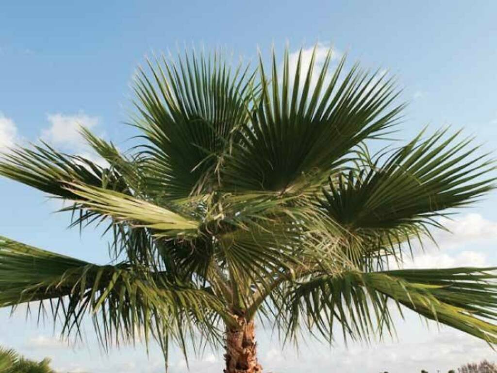 palma washington