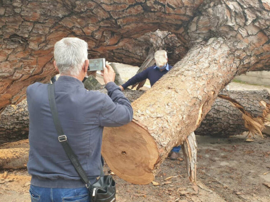 Partinico selfie con pino secolare crollato viale Regione (3)