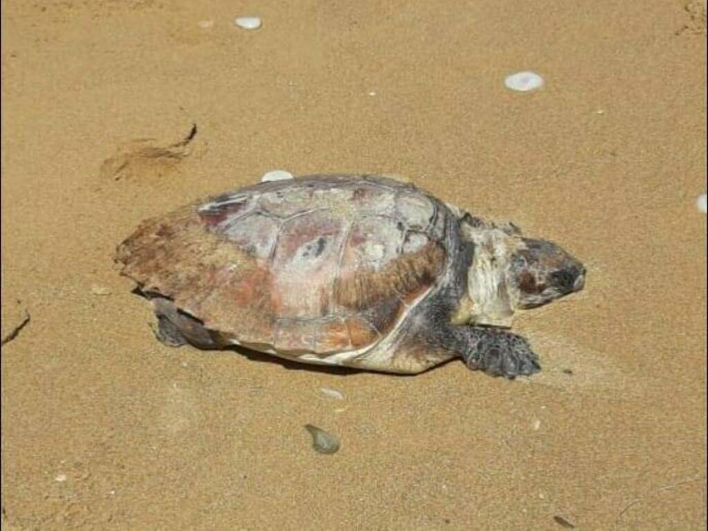 Trappeto ciammarita trovata morta tartaruga caretta caretta 9-5-2021