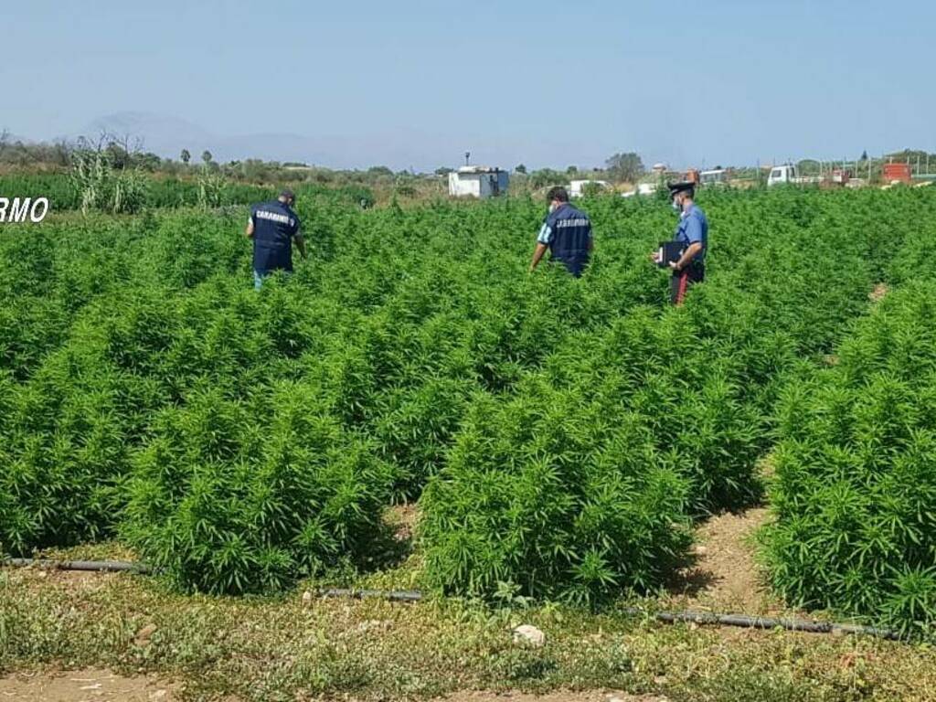 Partinico piantagione cannabis droga leggera