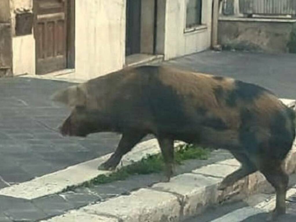 Un video al vaglio di carabinieri e polizia municipale, maialino vaga per le strade del centro e viene maltrattato 