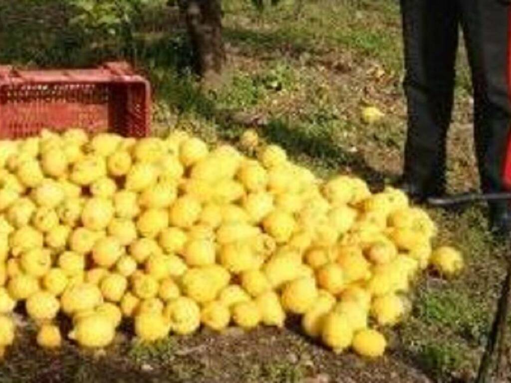 In appello assolti tre ladri di limoni di Partinico condannati in primo grado, in loro soccorso la riforma Cartabia 