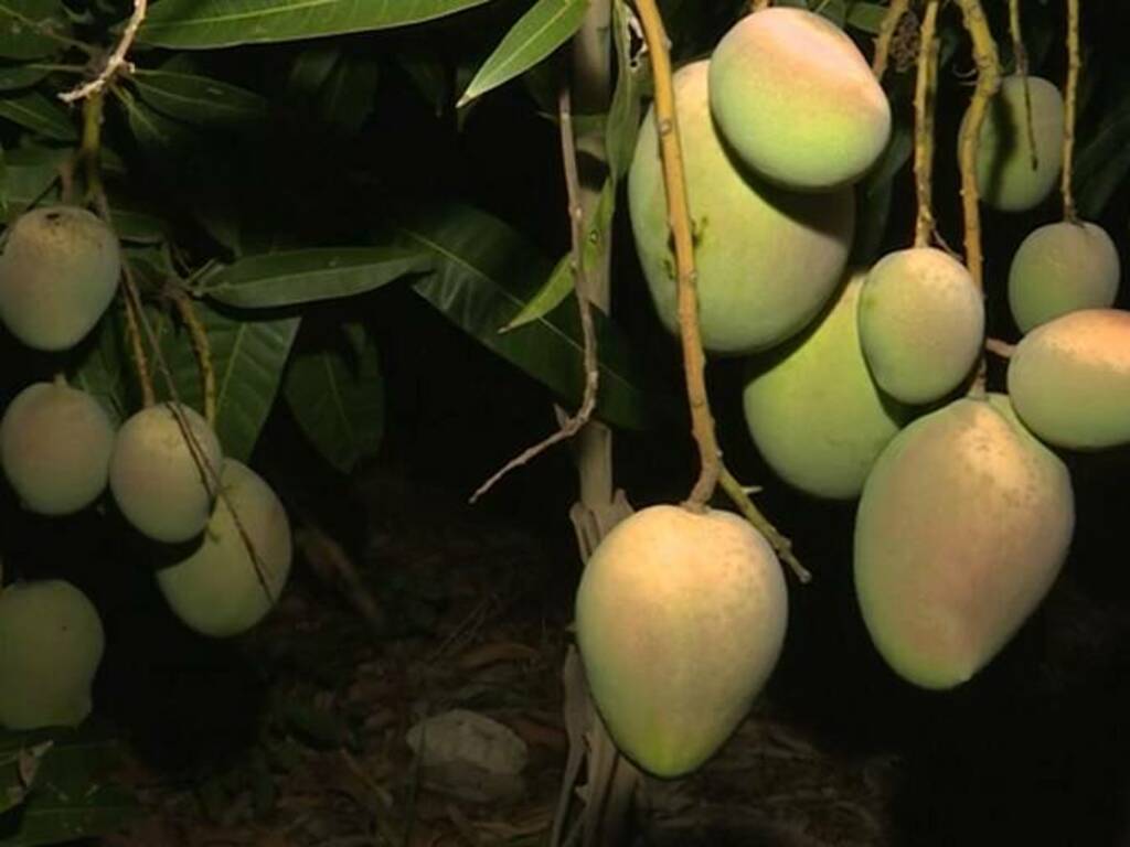 A Balestrate si susseguono i furti di mango, i produttori si sono organizzati in ronde per fermare i ladri  