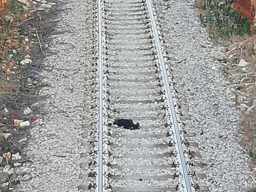 Tre cuccioli di cane trovati morti lungo i binari della ferrovia a Terrasini, probabilmente investiti da qualche convoglio di passaggio 
