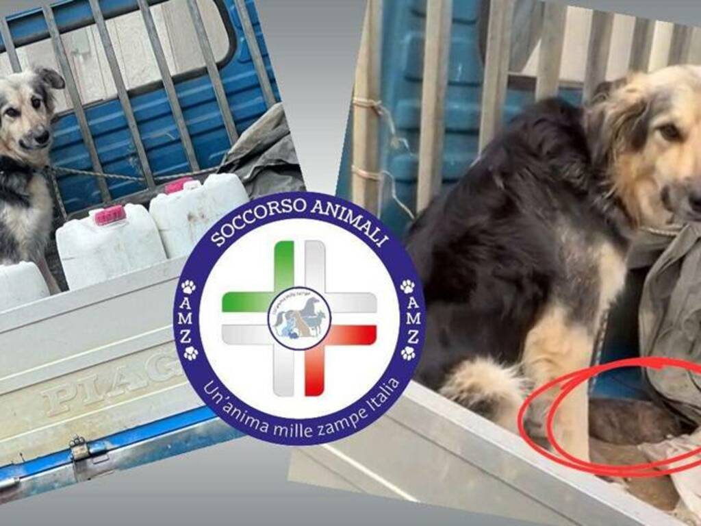 Denunciato un caso di presunto maltrattamento di un cane ad Alcamo, associazioni ambientaliste presentano denuncia ai carabinieri 
