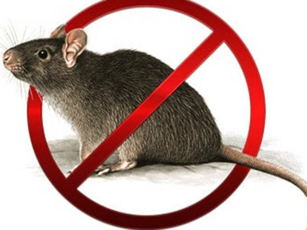 Scatta la derattizzazione ad Alcamo, calendario di interventi per debellare il proliferare di ratti e topi nel territorio 