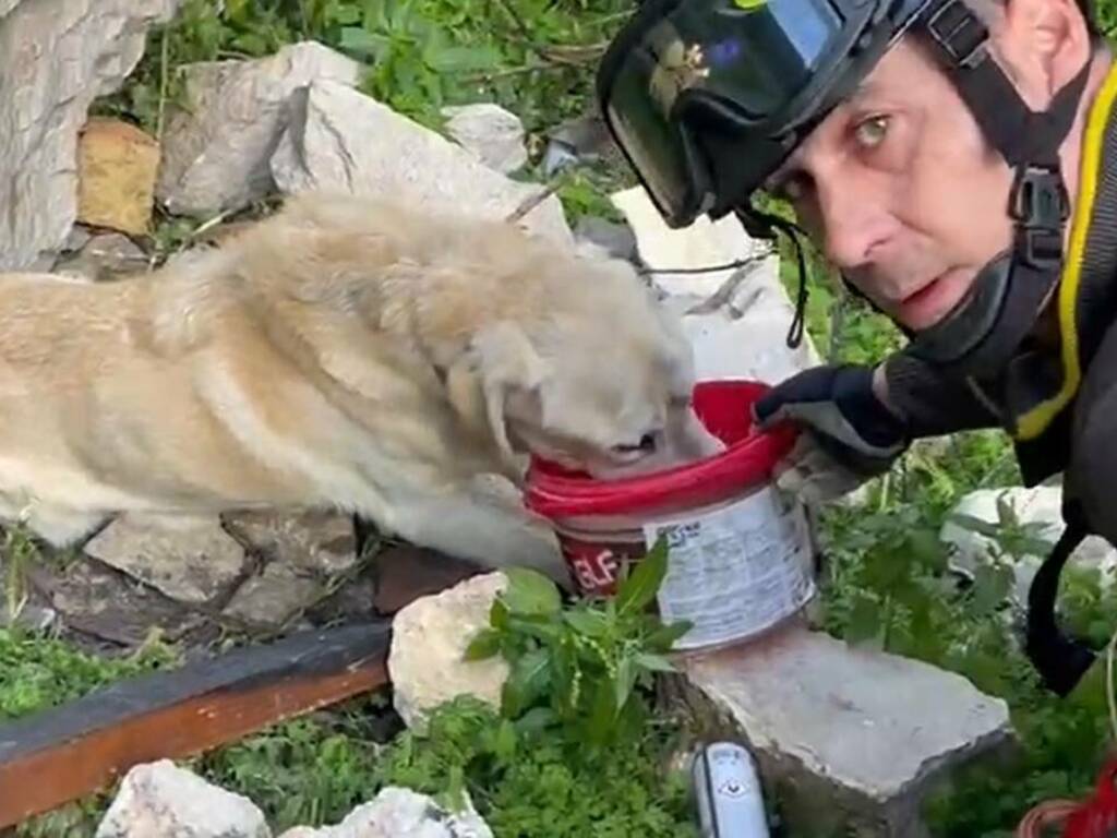 I vigili del fuoco a Partinico salvano un cane scivolato in un canalone, recuperato dalla squadra Saf
