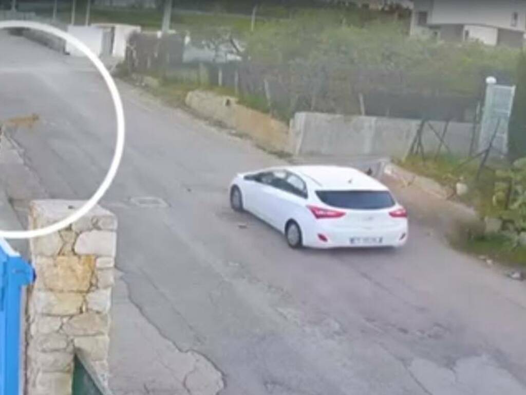 Auto pirata ad Alcamo in via Valle Nuccio, investito e ucciso barbaramente un cane:  l'atto appare intenzionale    