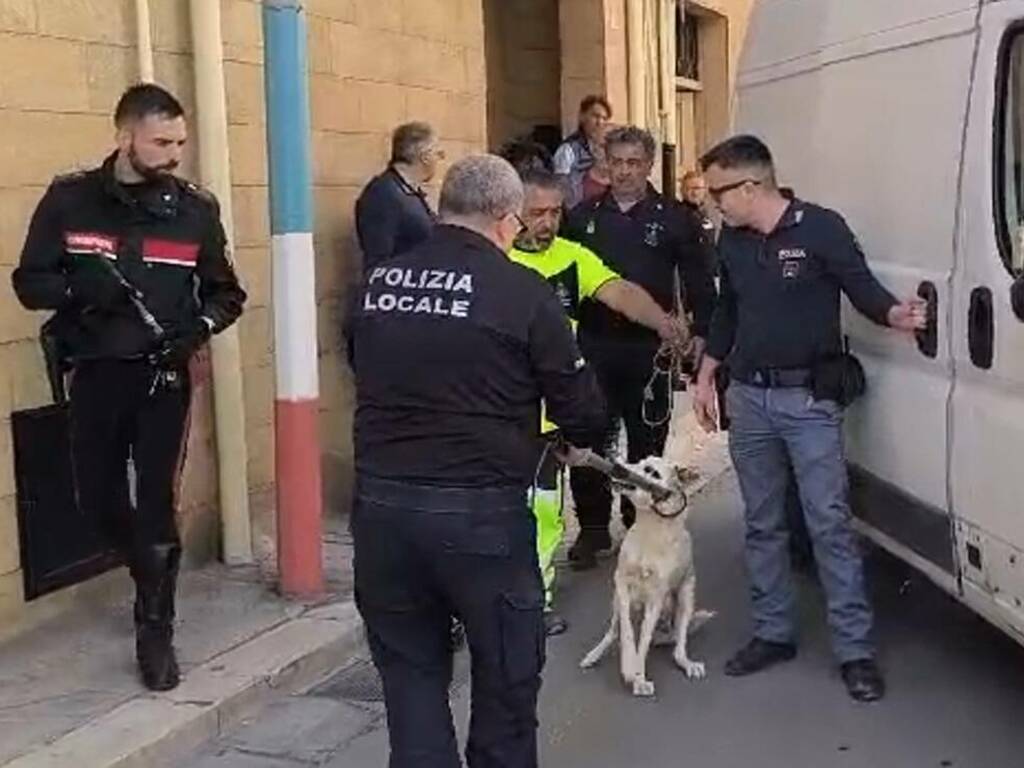 Panico ieri pomeriggio all’ex Arena Lo Baido, quattro cani randagi hanno aggredito due persone ferendole lievemente   